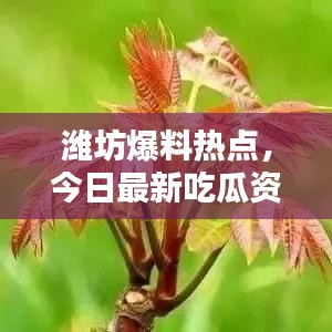 濰坊爆料熱點(diǎn)，今日最新吃瓜資訊