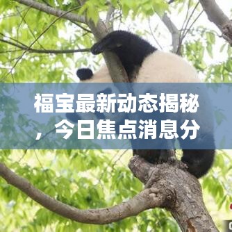 福寶最新動(dòng)態(tài)揭秘，今日焦點(diǎn)消息分享