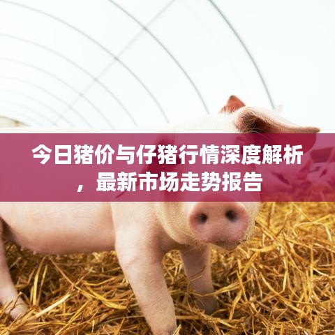今日豬價(jià)與仔豬行情深度解析，最新市場(chǎng)走勢(shì)報(bào)告