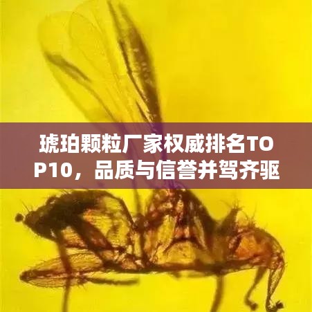 琥珀顆粒廠家權(quán)威排名TOP10，品質(zhì)與信譽(yù)并駕齊驅(qū)的標(biāo)桿