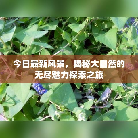 今日最新風(fēng)景，揭秘大自然的無盡魅力探索之旅