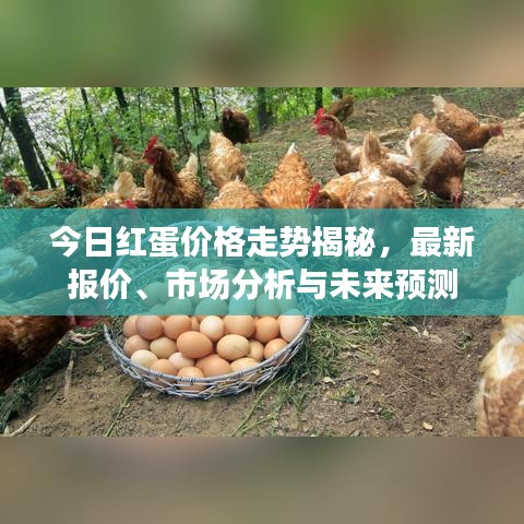 今日紅蛋價(jià)格走勢(shì)揭秘，最新報(bào)價(jià)、市場(chǎng)分析與未來(lái)預(yù)測(cè)