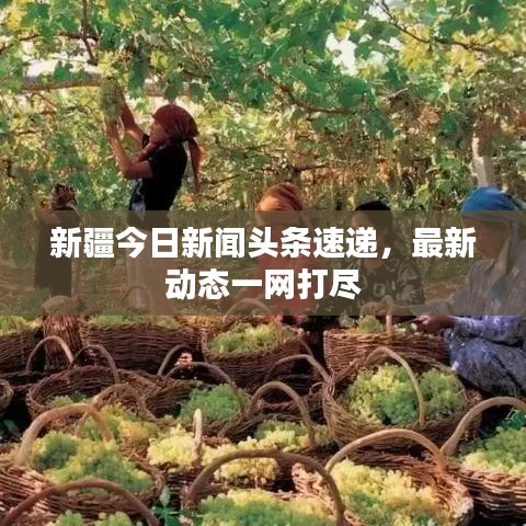 新疆今日新聞頭條速遞，最新動態(tài)一網(wǎng)打盡