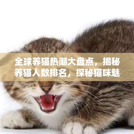 全球養(yǎng)貓熱潮大盤(pán)點(diǎn)，揭秘養(yǎng)貓人數(shù)排名，探秘貓咪魅力！