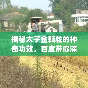 揭秘太子金顆粒的神奇功效，百度帶你深入了解！