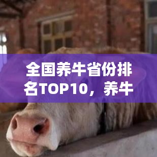 全國(guó)養(yǎng)牛省份排名TOP10，養(yǎng)牛業(yè)繁榮與潛力大揭秘