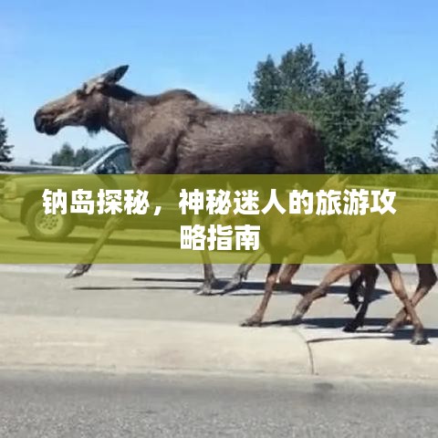 鈉島探秘，神秘迷人的旅游攻略指南