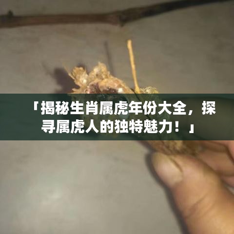 「揭秘生肖屬虎年份大全，探尋屬虎人的獨(dú)特魅力！」