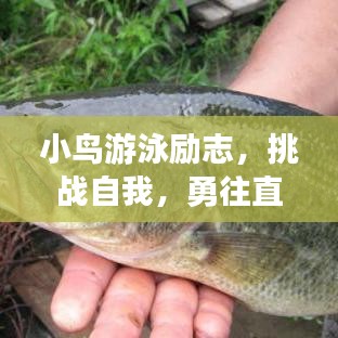 小鳥(niǎo)游泳勵(lì)志，挑戰(zhàn)自我，勇往直前，不畏艱難！