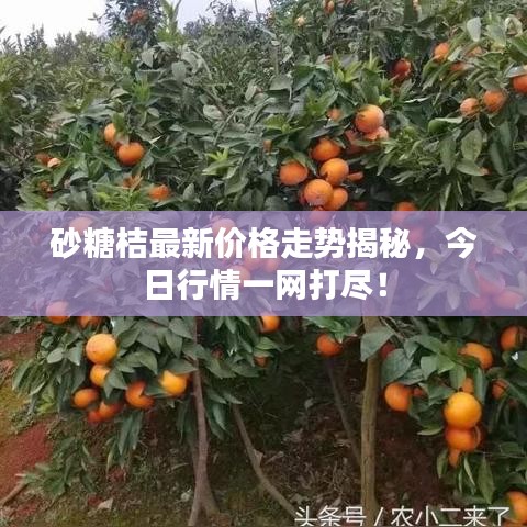 砂糖桔最新價(jià)格走勢(shì)揭秘，今日行情一網(wǎng)打盡！