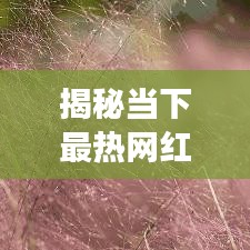 揭秘當(dāng)下最熱網(wǎng)紅現(xiàn)象，最新熱點(diǎn)一網(wǎng)打盡