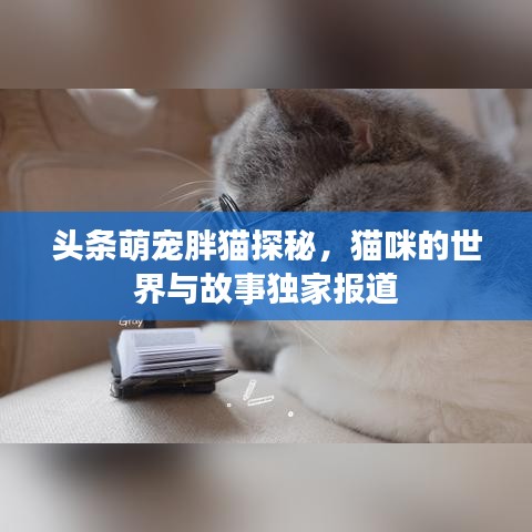頭條萌寵胖貓?zhí)矫?，貓咪的世界與故事獨家報道