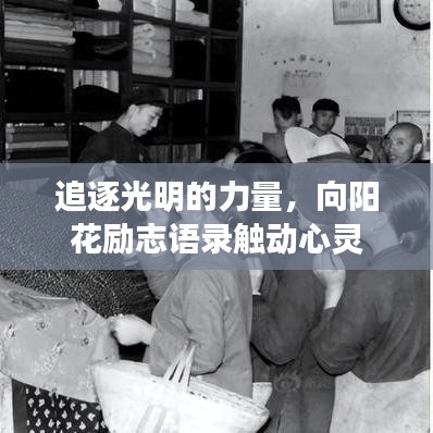 追逐光明的力量，向陽(yáng)花勵(lì)志語(yǔ)錄觸動(dòng)心靈