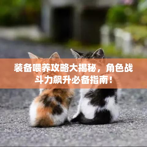 裝備喂養(yǎng)攻略大揭秘，角色戰(zhàn)斗力飆升必備指南！