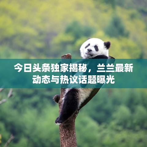今日頭條獨家揭秘，蘭蘭最新動態(tài)與熱議話題曝光