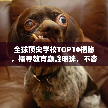 全球頂尖學(xué)校TOP10揭秘，探尋教育巔峰明珠，不容錯(cuò)過(guò)！