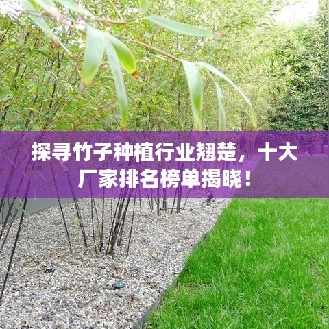 探尋竹子種植行業(yè)翹楚，十大廠家排名榜單揭曉！