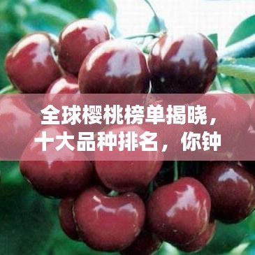 全球櫻桃榜單揭曉，十大品種排名，你鐘愛哪一種？