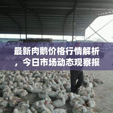 最新肉鵝價(jià)格行情解析，今日市場動(dòng)態(tài)觀察報(bào)告