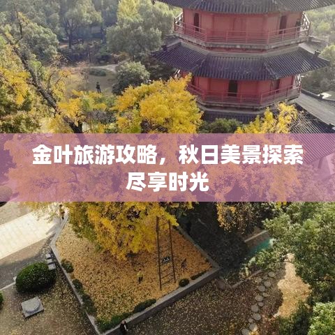 金葉旅游攻略，秋日美景探索盡享時光