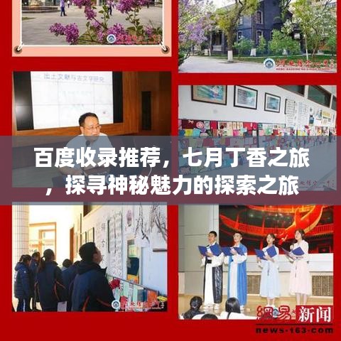 百度收錄推薦，七月丁香之旅，探尋神秘魅力的探索之旅