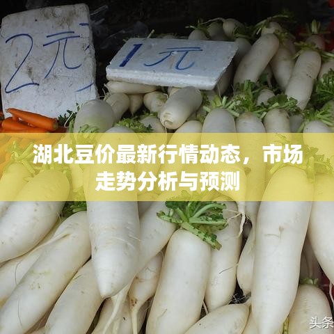 湖北豆價最新行情動態(tài)，市場走勢分析與預(yù)測