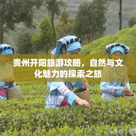 貴州開陽旅游攻略，自然與文化魅力的探索之旅