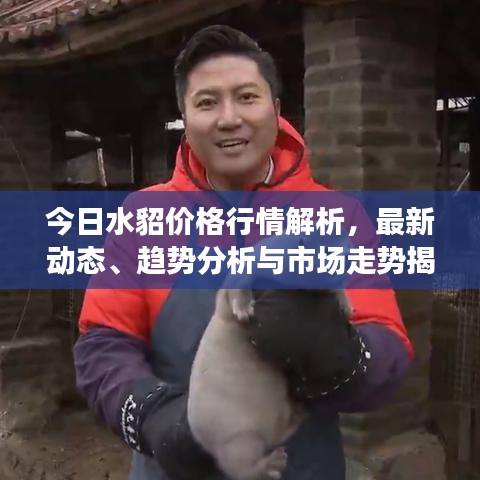 今日水貂價(jià)格行情解析，最新動(dòng)態(tài)、趨勢(shì)分析與市場(chǎng)走勢(shì)揭秘