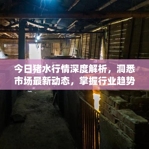 今日豬水行情深度解析，洞悉市場(chǎng)最新動(dòng)態(tài)，掌握行業(yè)趨勢(shì)預(yù)測(cè)