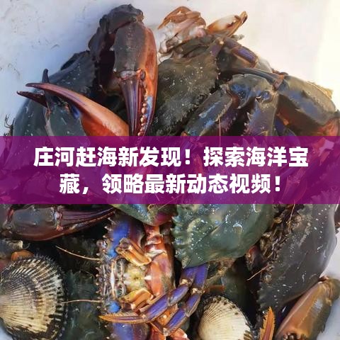 莊河趕海新發(fā)現(xiàn)！探索海洋寶藏，領(lǐng)略最新動(dòng)態(tài)視頻！