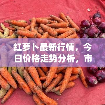 紅蘿卜最新行情，今日價(jià)格走勢(shì)分析，市場(chǎng)趨勢(shì)及影響因素探討