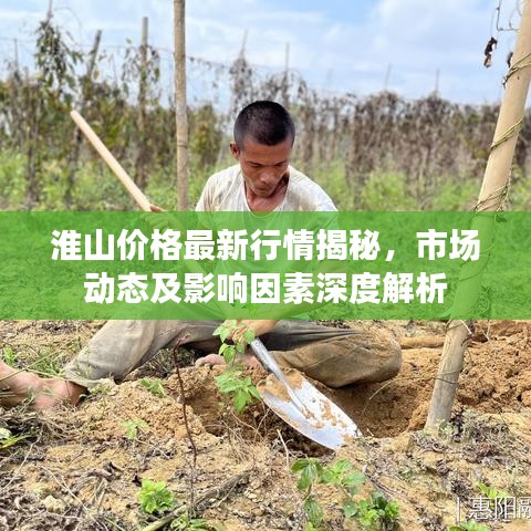 淮山價(jià)格最新行情揭秘，市場(chǎng)動(dòng)態(tài)及影響因素深度解析