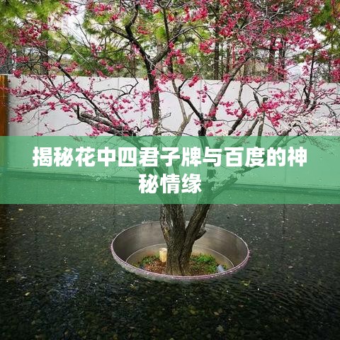 揭秘花中四君子牌與百度的神秘情緣