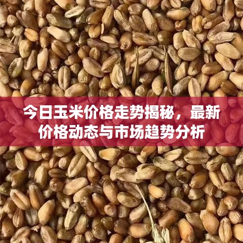今日玉米價(jià)格走勢(shì)揭秘，最新價(jià)格動(dòng)態(tài)與市場(chǎng)趨勢(shì)分析