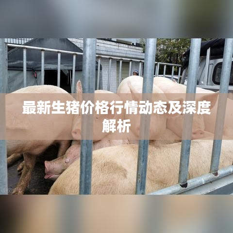 最新生豬價(jià)格行情動(dòng)態(tài)及深度解析