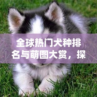 全球熱門(mén)犬種排名與萌圖大賞，探索最受歡迎的狗狗世界