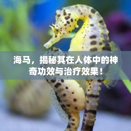 海馬，揭秘其在人體中的神奇功效與治療效果！