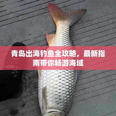 青島出海釣魚全攻略，最新指南帶你暢游海域