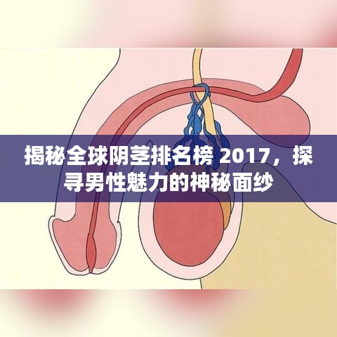 揭秘全球陰莖排名榜 2017，探尋男性魅力的神秘面紗