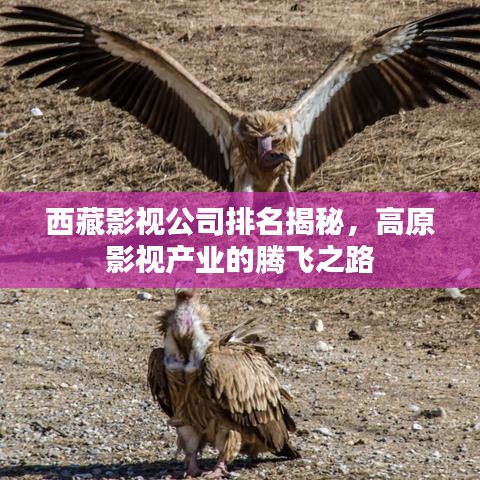 西藏影視公司排名揭秘，高原影視產(chǎn)業(yè)的騰飛之路