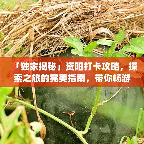 「獨家揭秘」資陽打卡攻略，探索之旅的完美指南，帶你暢游資陽！