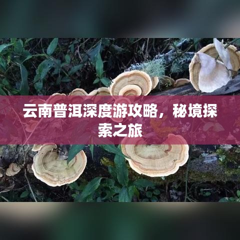 云南普洱深度游攻略，秘境探索之旅