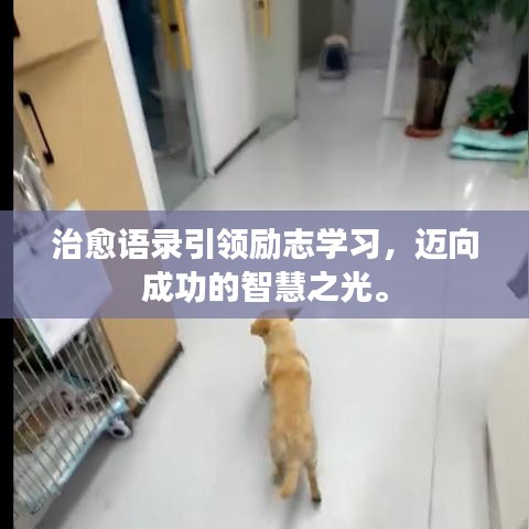 治愈語錄引領(lǐng)勵志學習，邁向成功的智慧之光。
