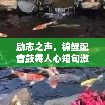 勵(lì)志之聲，錦鯉配音鼓舞人心短句激勵(lì)前行