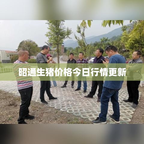 昭通生豬價格今日行情更新