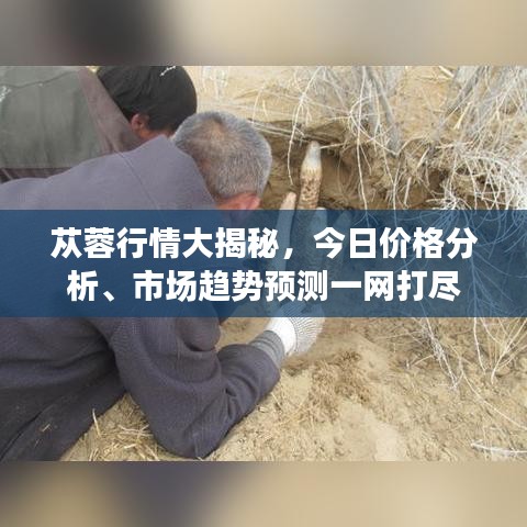 蓯蓉行情大揭秘，今日價(jià)格分析、市場趨勢預(yù)測一網(wǎng)打盡