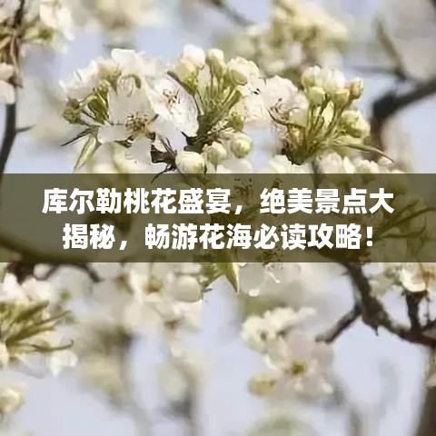 庫(kù)爾勒桃花盛宴，絕美景點(diǎn)大揭秘，暢游花海必讀攻略！