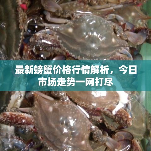 最新螃蟹價(jià)格行情解析，今日市場走勢一網(wǎng)打盡