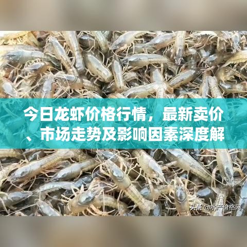 今日龍蝦價(jià)格行情，最新賣價(jià)、市場(chǎng)走勢(shì)及影響因素深度解析