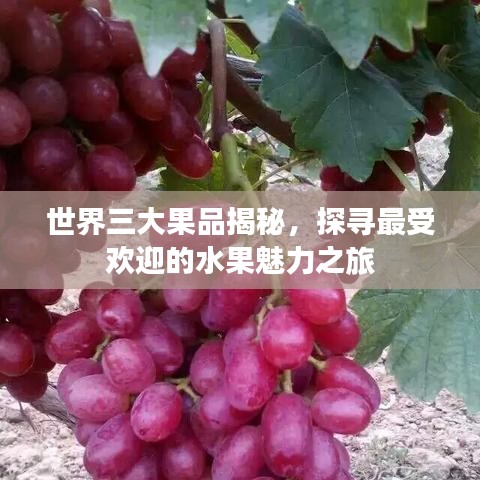 世界三大果品揭秘，探尋最受歡迎的水果魅力之旅